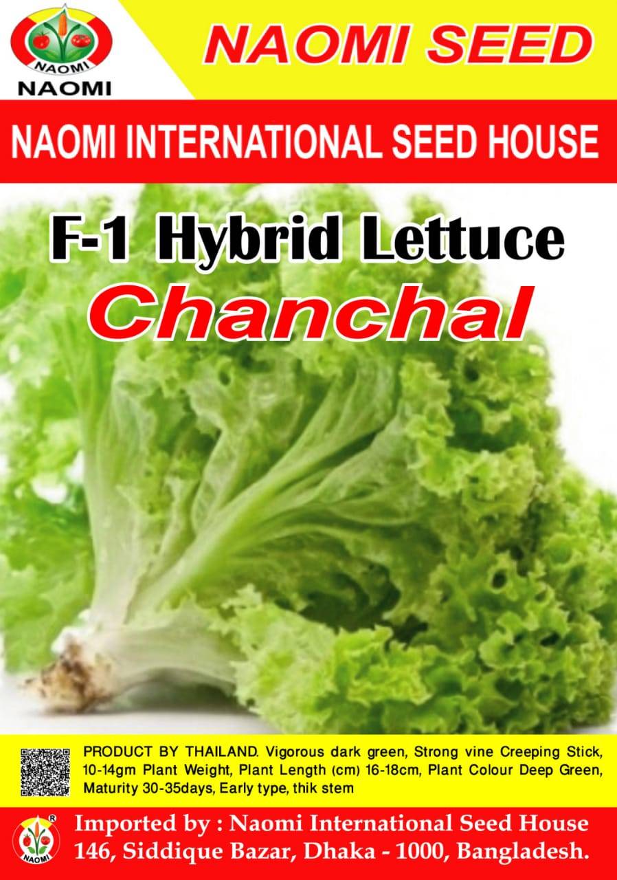 হাইব্রিড লেটুস পাতা বীজ - চঞ্চল