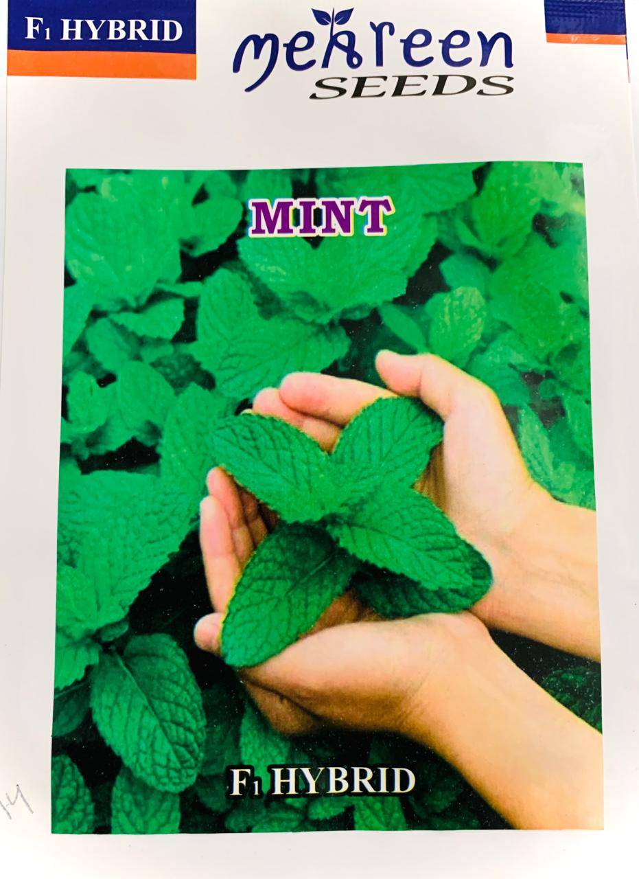 হাইব্রিড পুদিনা বীজ