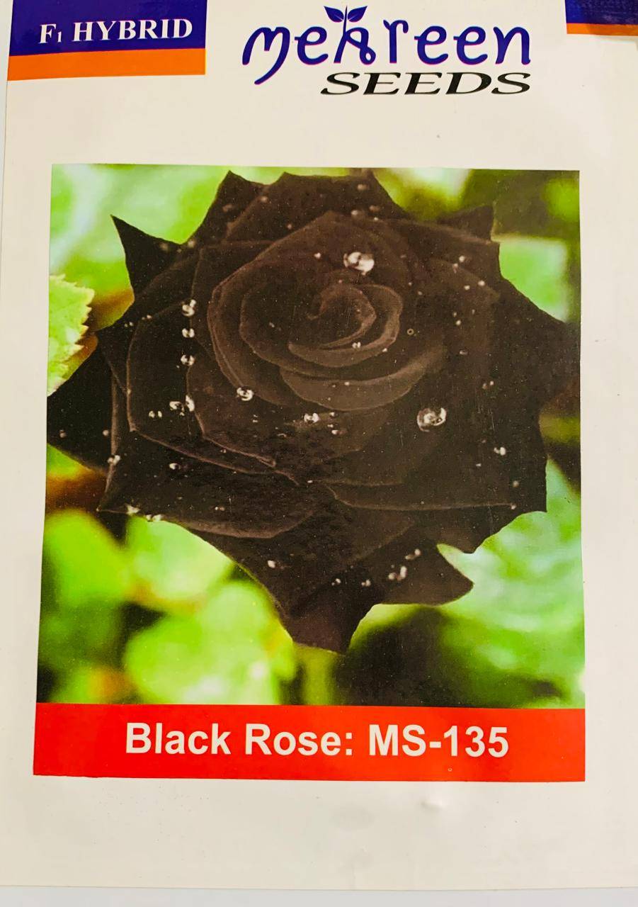 কালো গোলাপ ফুলের বীজ । Black Rose