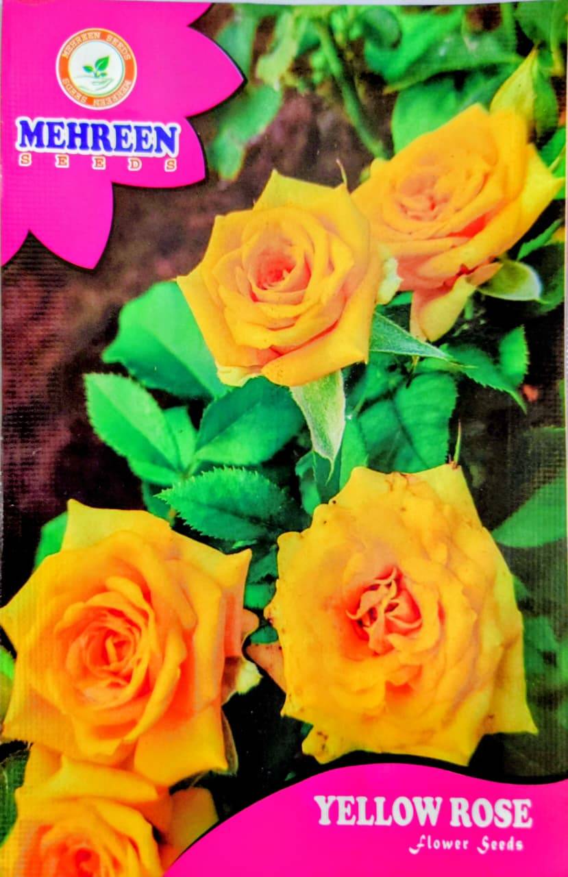 হাইব্রিড হলুদ গোলাপ ফুলের বীজ ।Yellow Rose