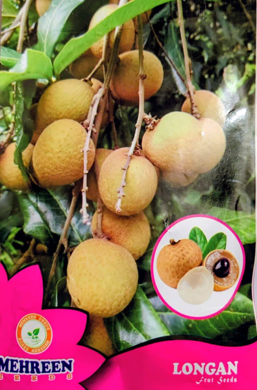 লংগান ফলের বীজ । ড্রাগন আই (Longan Fruit Seeds)