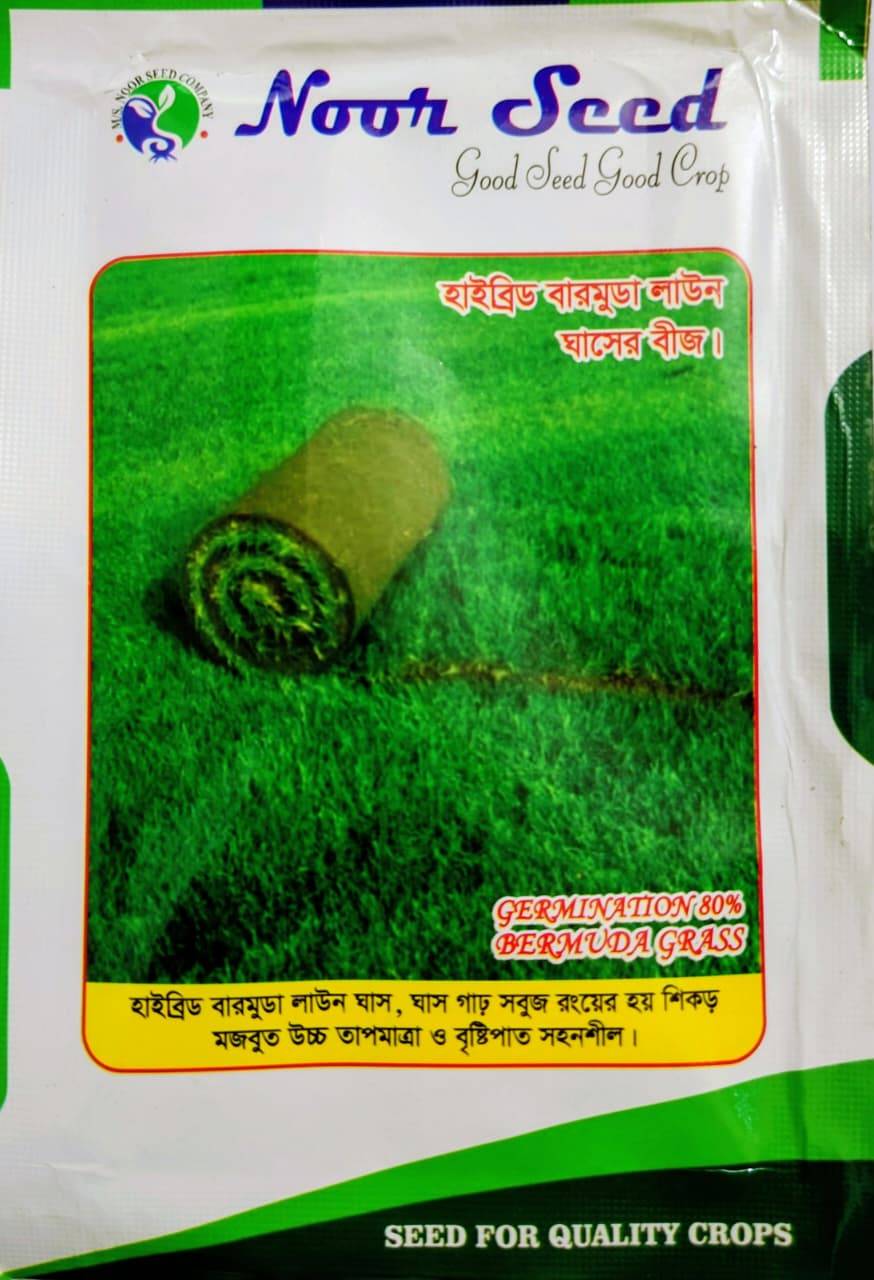 হাইব্রিড ঘাসের বীজ - বারমুডা লাউন