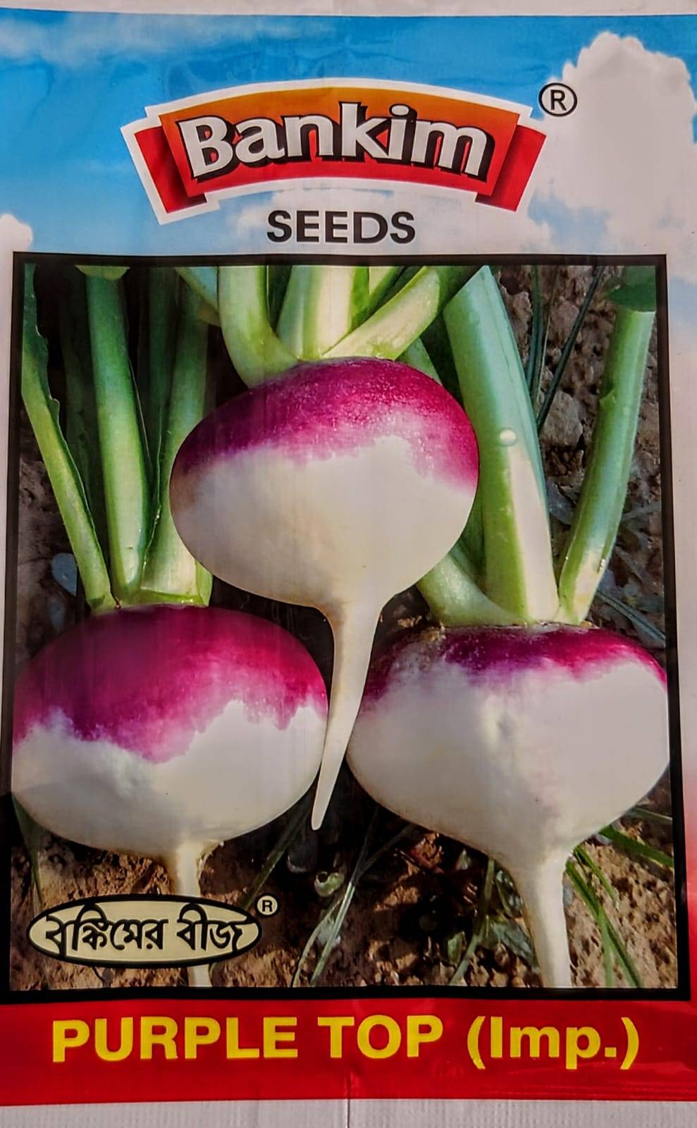 ইন্ডিয়ান শালগম – পার্পেল টপ । Purple Top