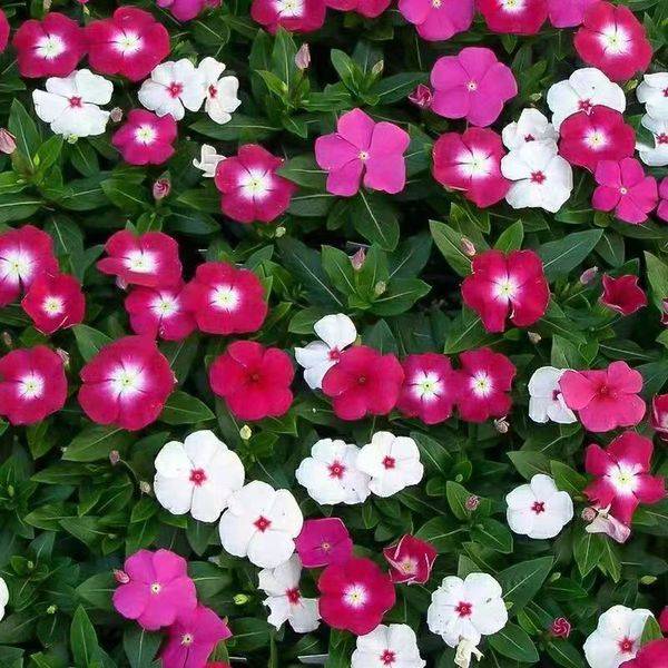 পেরিওয়িঙ্কেল বীজ (Periwinkle Seeds) – ২০০ পিস