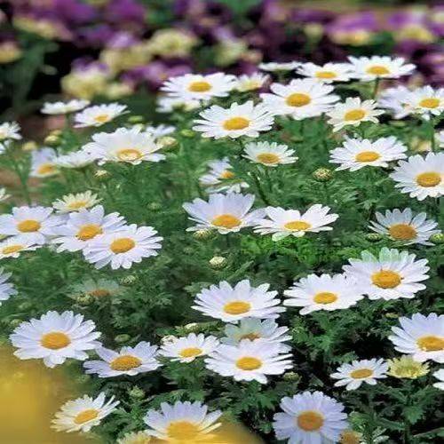 হোয়াইট ক্রিস্টাল ক্রিসানথেমাম বীজ (White Crystal Chrysanthemum Seeds) – ২০০ পিস