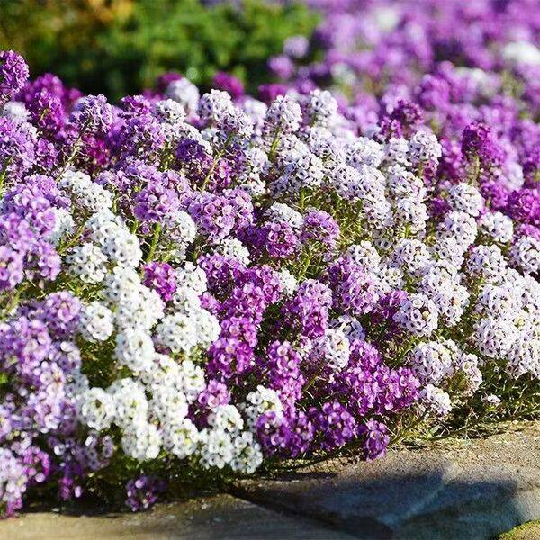 অ্যালিসাম বীজ (Alyssum Seeds) – ২০০ পিস