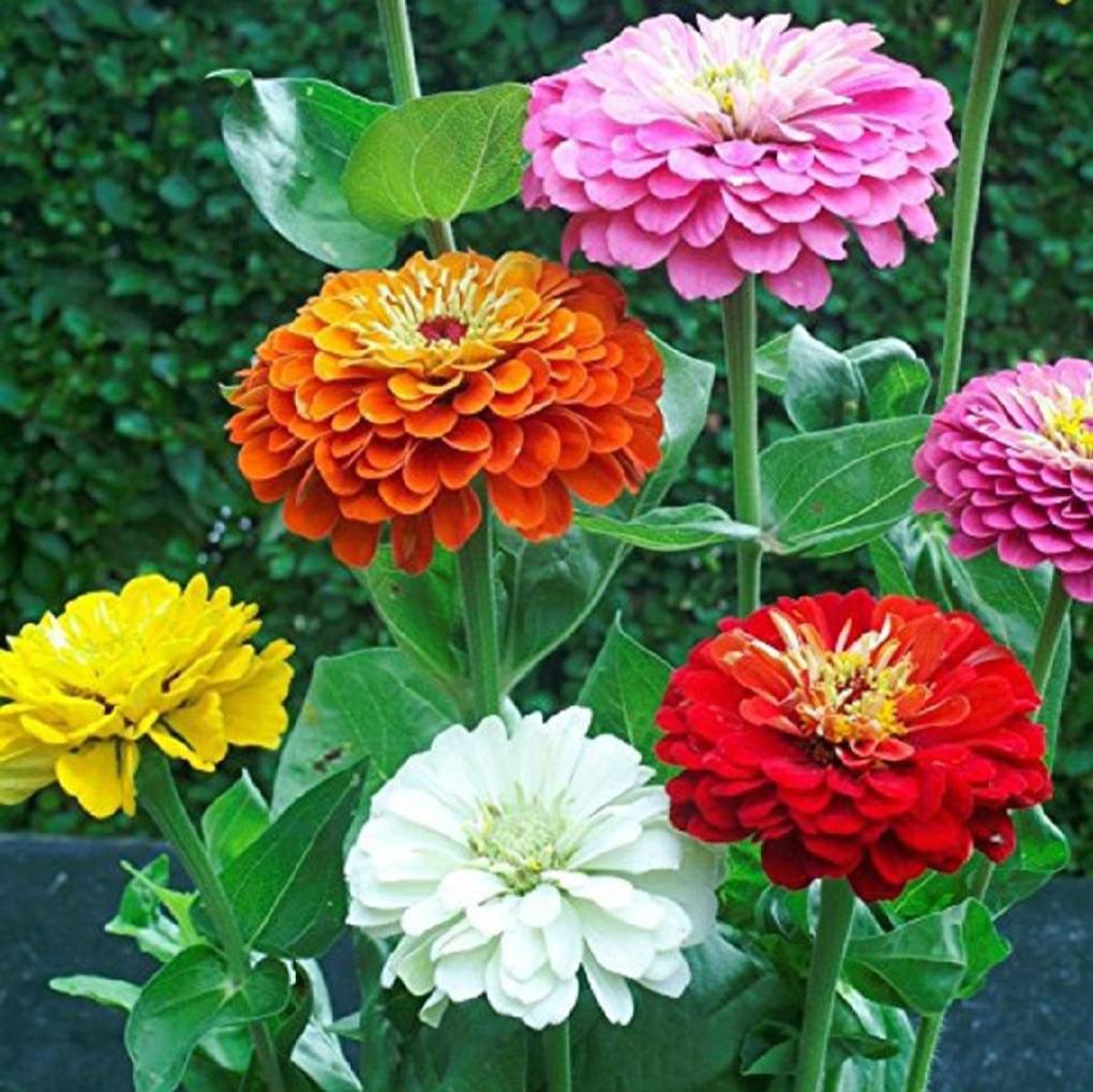 জিনিয়া ১ গ্রাম