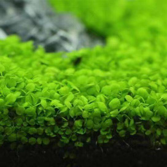 Aquatic Plant Seeds – ৫০০০ পিস (ইম্পোর্টেড জলজ উদ্ভিদের বীজ)