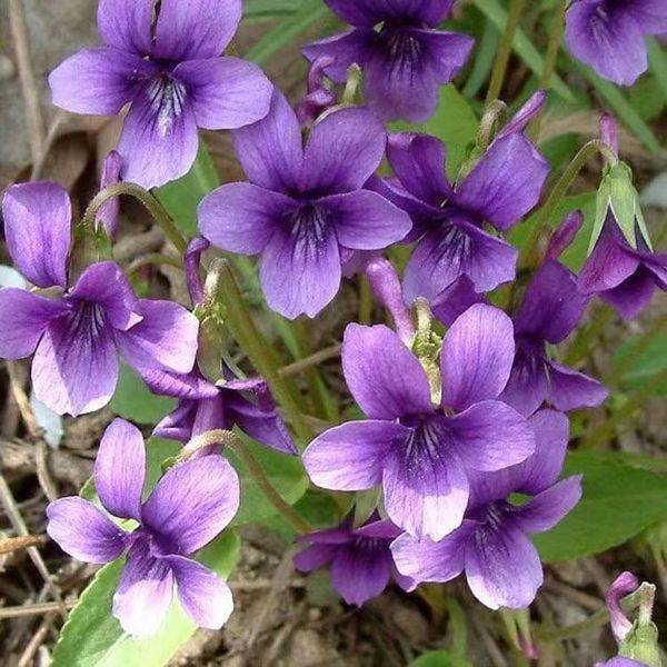Purple Flower Ground Seeds – ৪০০ পিস (ইম্পোর্টেড ফুলের বীজ)