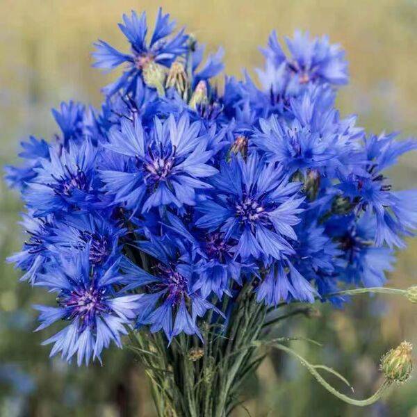 Cornflower Seeds – ৩০০ পিস (ইম্পোর্টেড ফুলের বীজ)