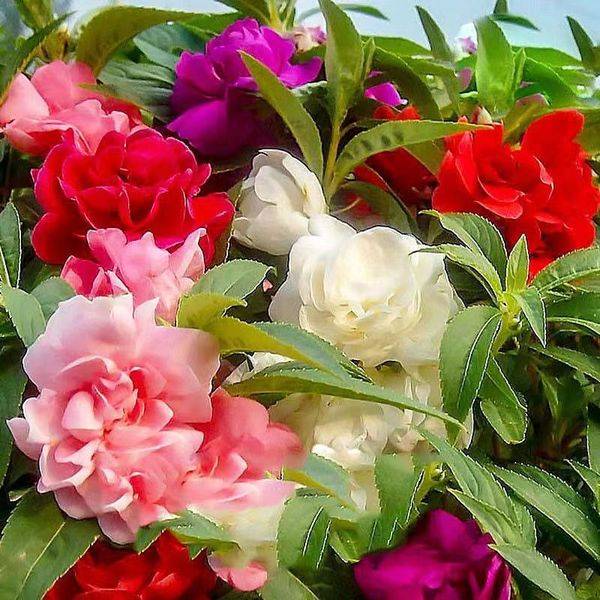 Impatiens Seeds – ২০০ পিস (ইম্পোর্টেড ফুলের বীজ)