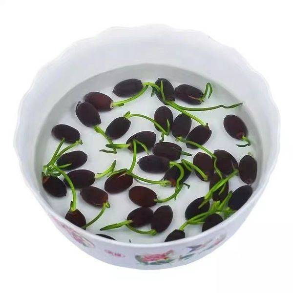 Bowl Lotus Seeds – ১০ পিস (ইম্পোর্টেড বীজ)