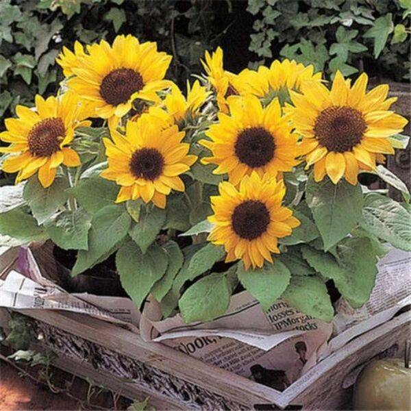 Dwarf Sunflower Seeds – প্রায় ৫০ পিস (ইম্পোর্টেড বীজ)