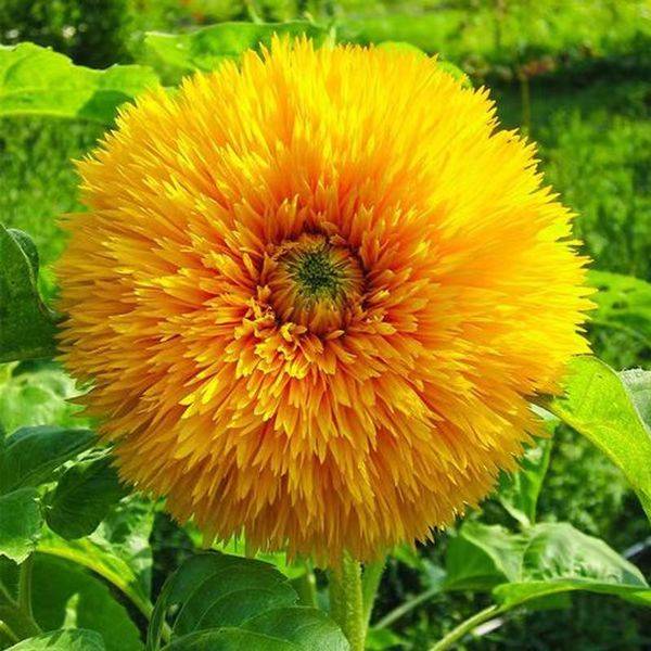 Teddy Bear Sunflower Seeds – প্রায় ৫০ পিস (ইম্পোর্টেড বীজ)