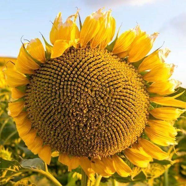 Eat Sunflower Seeds – প্রায় ২৫ পিস (খাওয়ার যোগ্য বীজ)
