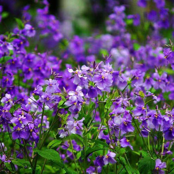 February Orchid Seeds – প্রায় ৫০০ পিস (ইম্পোর্টেড ফুলের বীজ)
