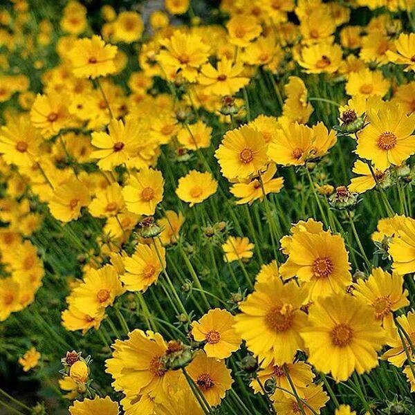 Goldenrod Seeds – প্রায় ৫০০ পিস (ইম্পোর্টেড ফুলের বীজ)