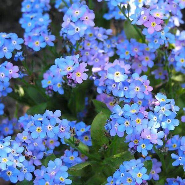 Forget-Me-Not Seeds – প্রায় ৩০০ পিস (ইম্পোর্টেড ফুলের বীজ)