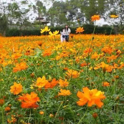 Sulfur Chrysanthemum Seeds – প্রায় ২০০ পিস (ইম্পোর্টেড ফুলের বীজ)