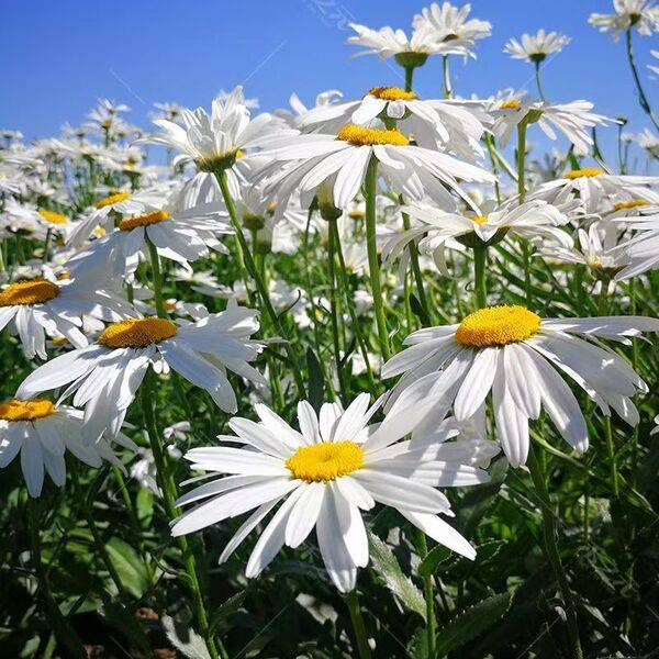 Dabin Chrysanthemum Seeds – প্রায় ৫০০ পিস (ইম্পোর্টেড ফুলের বীজ)