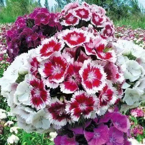 American Dianthus Seeds – প্রায় ৫০০ ক্যাপসুল (ইম্পোর্টেড ফুলের বীজ)