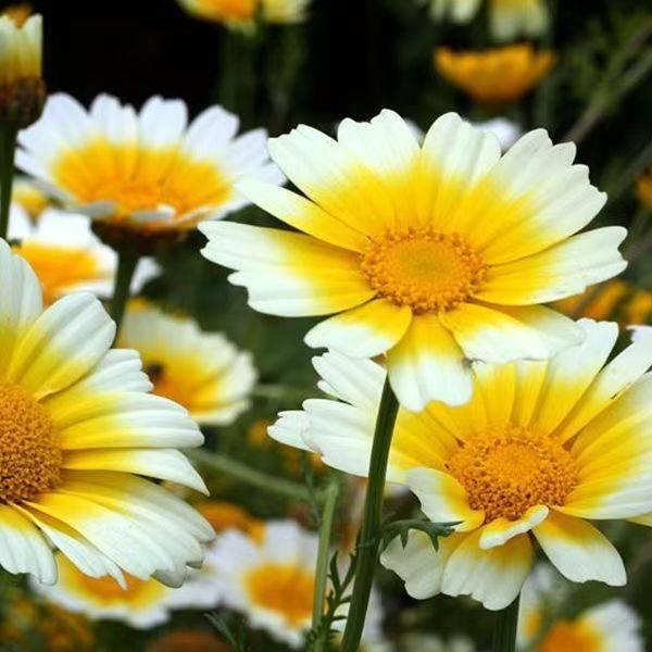 Chrysanthemum Seeds – প্রায় ২০০ পিস (ইম্পোর্টেড ফুলের বীজ)