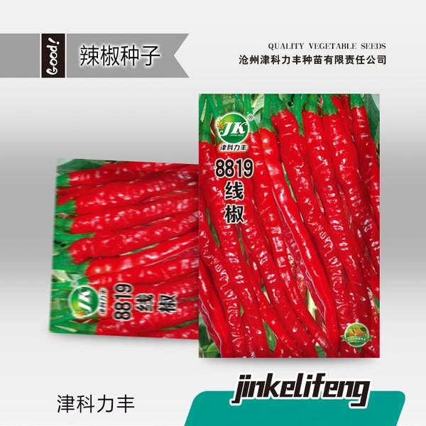 ৮৮১৯ লং পেপার – ৫ গ্রাম (প্রায় ৫০০ বীজ) | 8819 Long Pepper