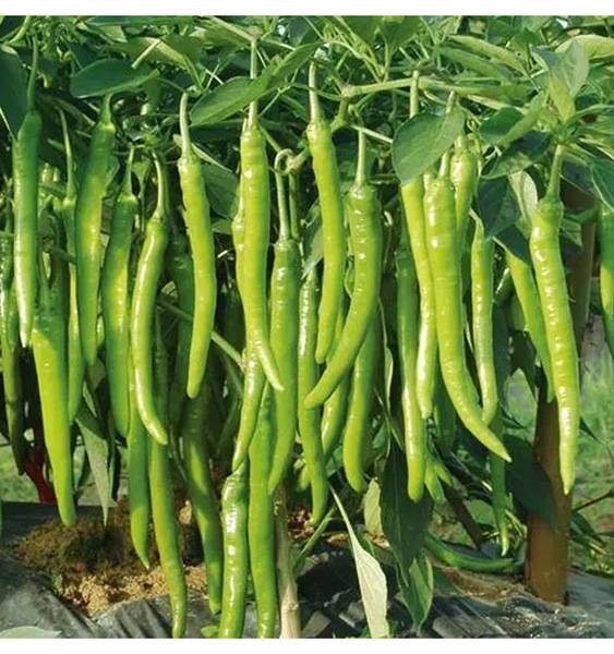 ক্রিস্পি ফ্র্যাগ্রান্ট হাংঝু পেপার – প্রায় ২০০ বীজ | Crispy Fragrant Hangzhou Pepper