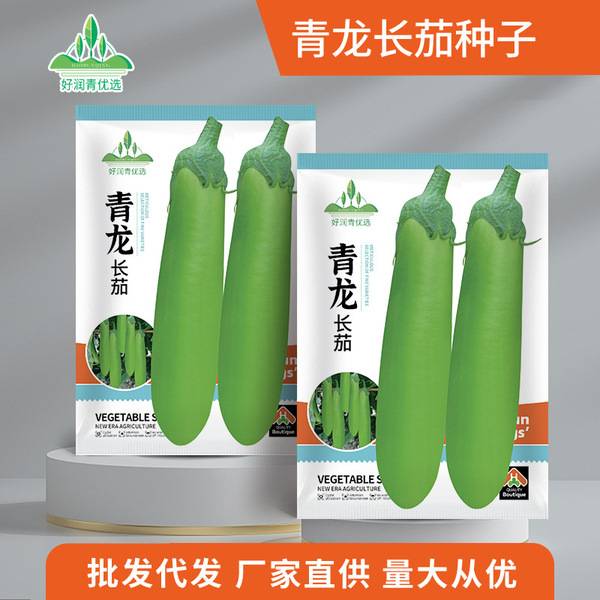 চিংলং লং জ্যাকেট বেগুন – প্রায় ৩০০ বীজ | Qinglong Long Jacket