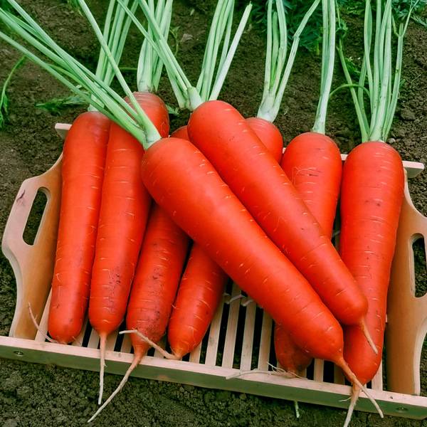 গাজর – ৭ ইঞ্চি, ৪ গ্রাম (প্রায় ৫০০ বীজ) | Carrot – 7inch