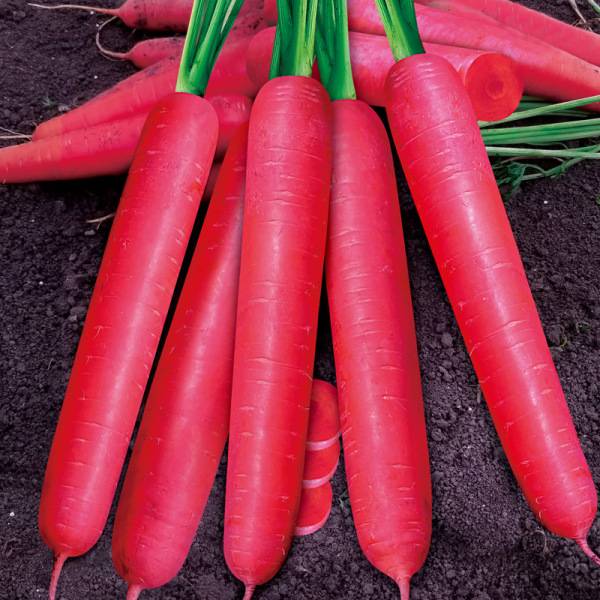 লাল গাজর – ৩ গ্রাম (প্রায় ৩০০ বীজ) | Red Carrot