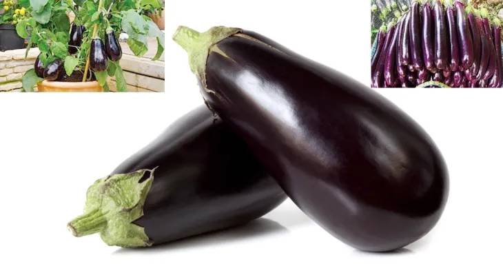 মুক্তকেশী বেগুন মুক্তি । Muktakeshi brinjal mukti