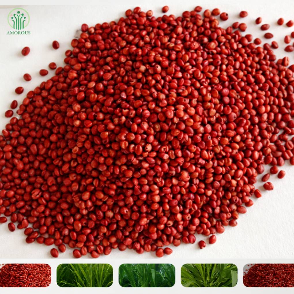 আমেরিকান 5G গুয়েতমালা ঘাসের বীজ মাত্র ১ কেজি ৬৫০ টাকা