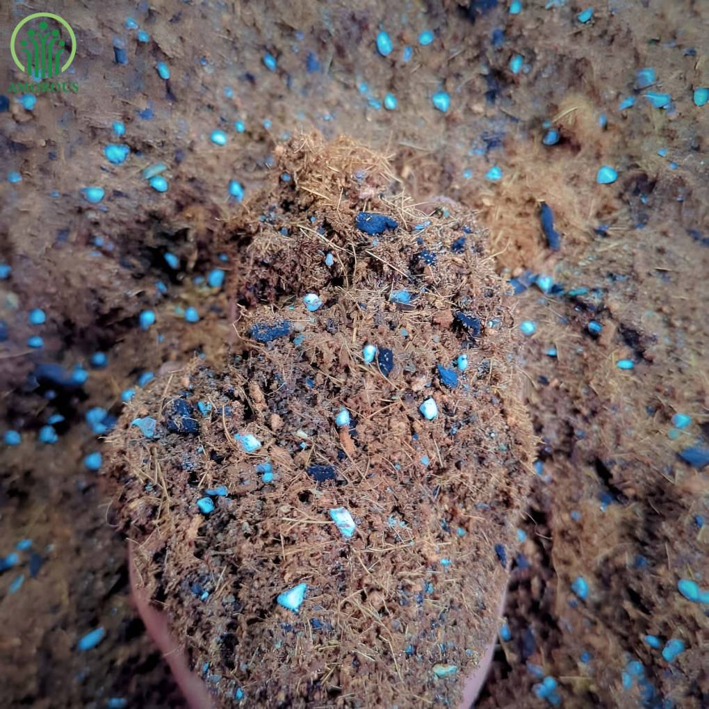 পথোস মিডিয়া -কেজি  ১৩০ টাকা