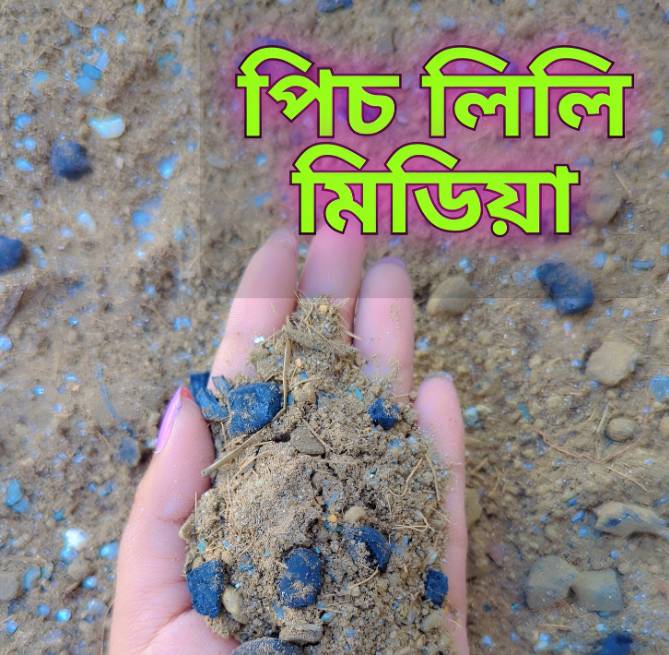 পিচ লিলি মিডিয়া - ১২০ টাকা কেজি