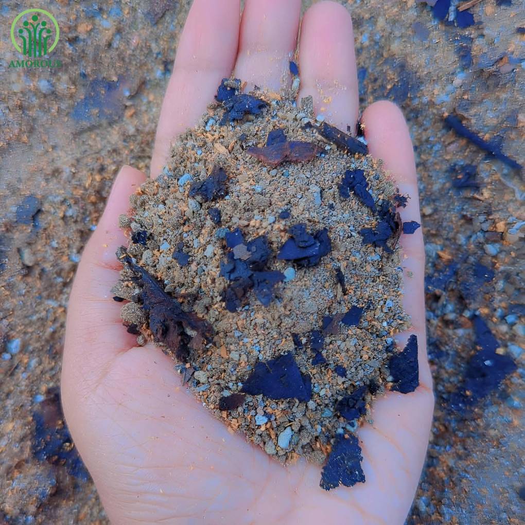 ড্রেসেনিয়া মিডিয়া -কেজি ১২০ টাকা