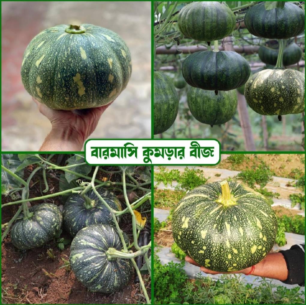 হাইব্রিড বারোমাসি মিষ্টি কুমড়া