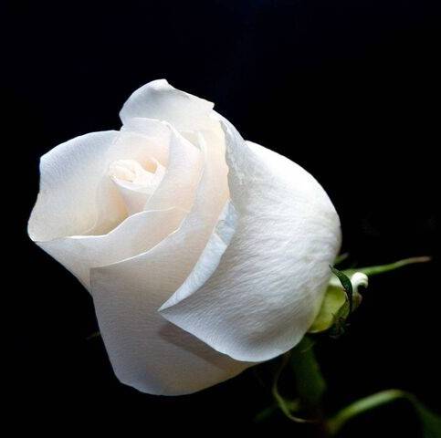 সাদা গোলাপ ফুলের বীজ (White Rose Seeds)