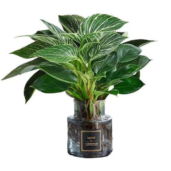 ফিলোডেনড্রন বারকিন বীজ- Platinum diamond Seed