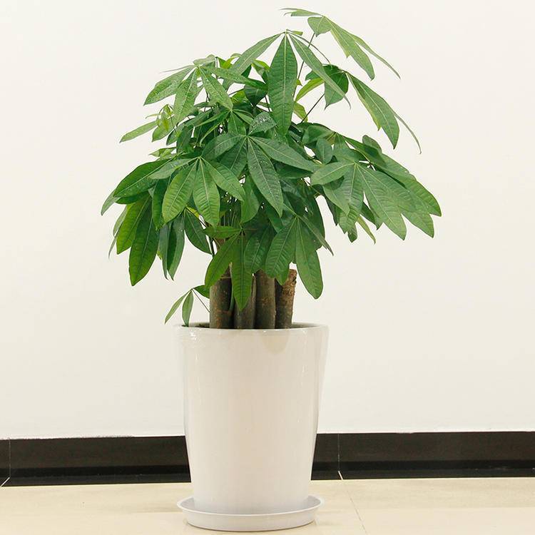 Money tree-পাচিরা মানিট্রি বীজ