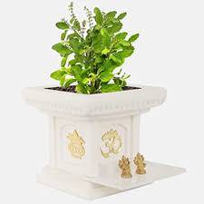 শ্রী তুলসী (Rama Tulsi) – সবুজ পাতা