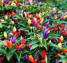অর্নামেন্ট (Ornamental) মরিচের জাত