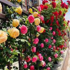 ক্লাইম্বিং রোজ বা গোলাপ ৫ গ্রাম