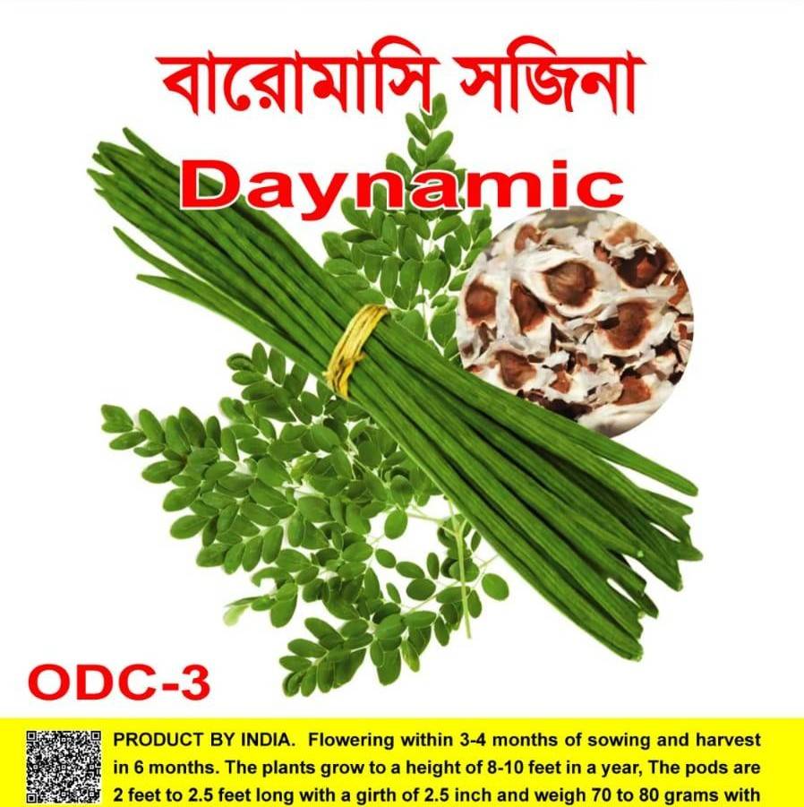 হাইব্রিড সাজনা বীজ | Moringa Seeds - DAYNAMIC