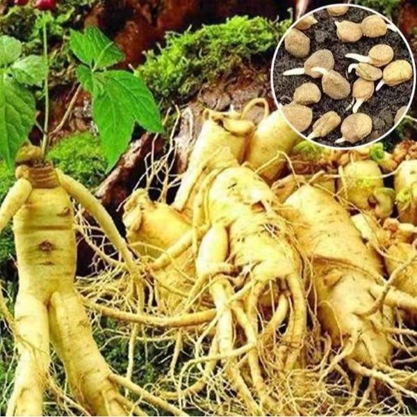 জিনসেং বীজ (Ginseng Seeds) – ৫০ পিস