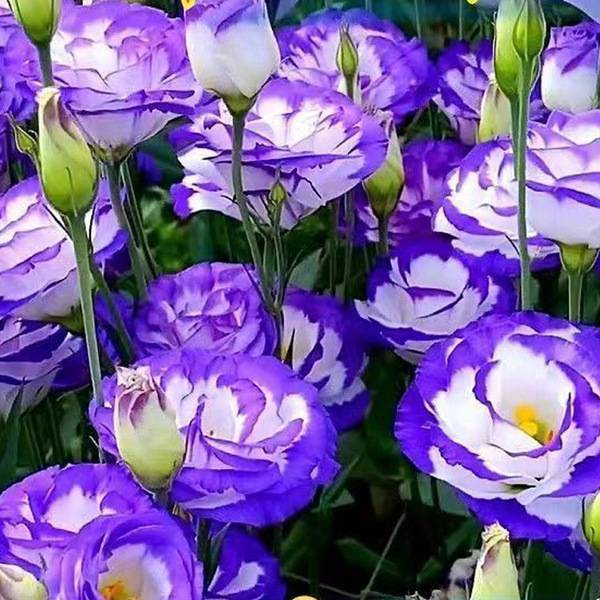 লিসিয়ানথাস বীজ (Lisianthus Seeds) – ১০০ পিস