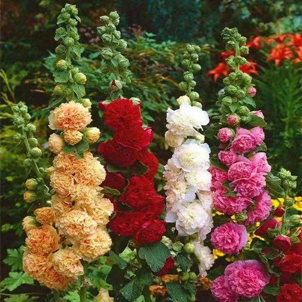 হলি হক বীজ (Hollyhock Seeds) – ২০০ পিস