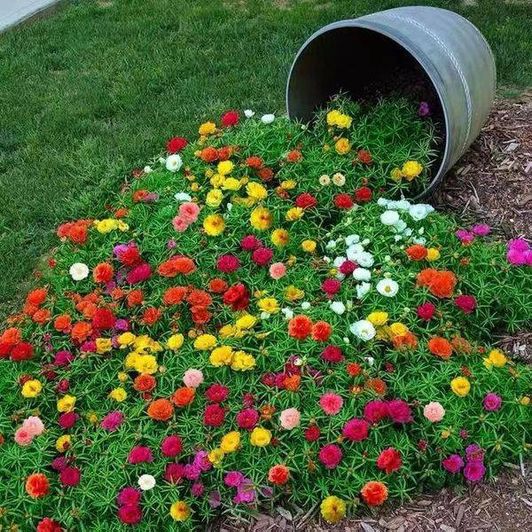 সানফ্লাওয়ার বীজ (Sunflower Seeds) – ১০,০০০ পিস