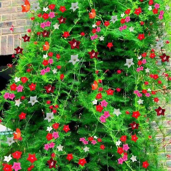 Feather Leaf Yingluo Flower Seeds – ১০০ ক্যাপসুল (বীজ)