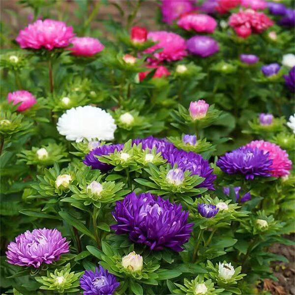 Aster Flower Seeds – ৫০০ পিস (ইম্পোর্টেড ফুলের বীজ)